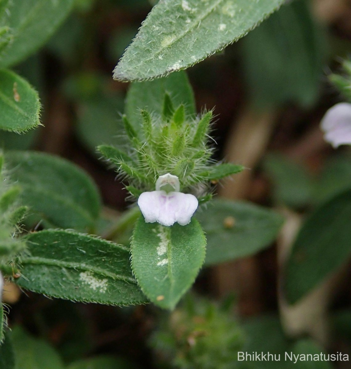 Rostellularia procumbens (L.) Nees